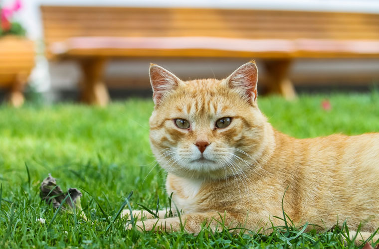 Süße Tiere zum Streicheln